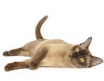 Burmese cats: description of the breed, variety of colors and rules of keeping