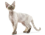Description and maintenance of Devon Rex cats