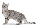 The origin, description and maintenance of cats of the breed Egyptian Mau