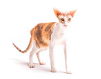 Everything you need to know about Cornish Rex cats