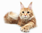 Maine Coon: breed description, maintenance and care