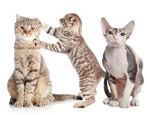 Variety of cat breeds
