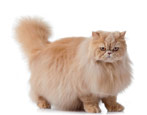 Persian cat: description, nature, types and recommendations for care