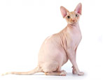 All about the Sphynx cat breed