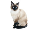All about Siamese cats