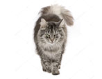 Description, color types and features of keeping Siberian cats