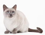 Thai cats: breed description, color options and content features