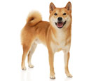 Akita Inu: breed description, nature and cultivation
