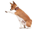 Basenji: description of the breed, the rules of maintenance and education