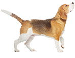 Beagle: breed description and care features