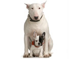 All about bull terriers