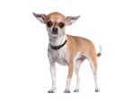 Chihuahua: description, species, nature and content