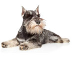 Miniature Schnauzer: breed description, pros and cons, nature and content