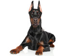 Doberman: characteristics of the breed and subtleties of content