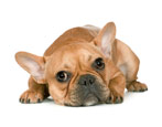 French Bulldog: all breed information