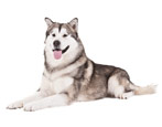 Husky: characteristics, varieties and cultivation