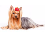 Yorkshire Terriers: breed standards, character, variety and content