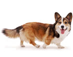 Corgi: description, character, types and colors, contents