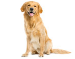 All About Labrador Retrievers