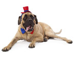 All about the mastiff dog breed