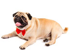 Pugs: description, character, colors and choice