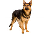 Shepherd dogs: types, characteristics, selection and care tips