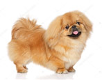 All about the Pekingese breed