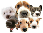 Popular dog breeds