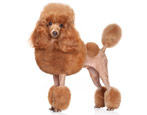 Poodles: breed description, species, care and training
