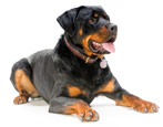 Rottweiler: breed characteristics and maintenance rules