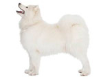 All about Samoyeds