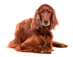 Setter: varieties of breed, colors and contents