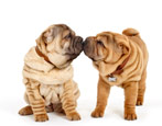 Shar Pei: breed characteristics, pros and cons