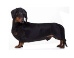 All About Dachshunds